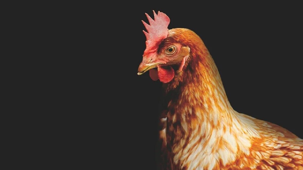 Vogelgriepslachtoffers