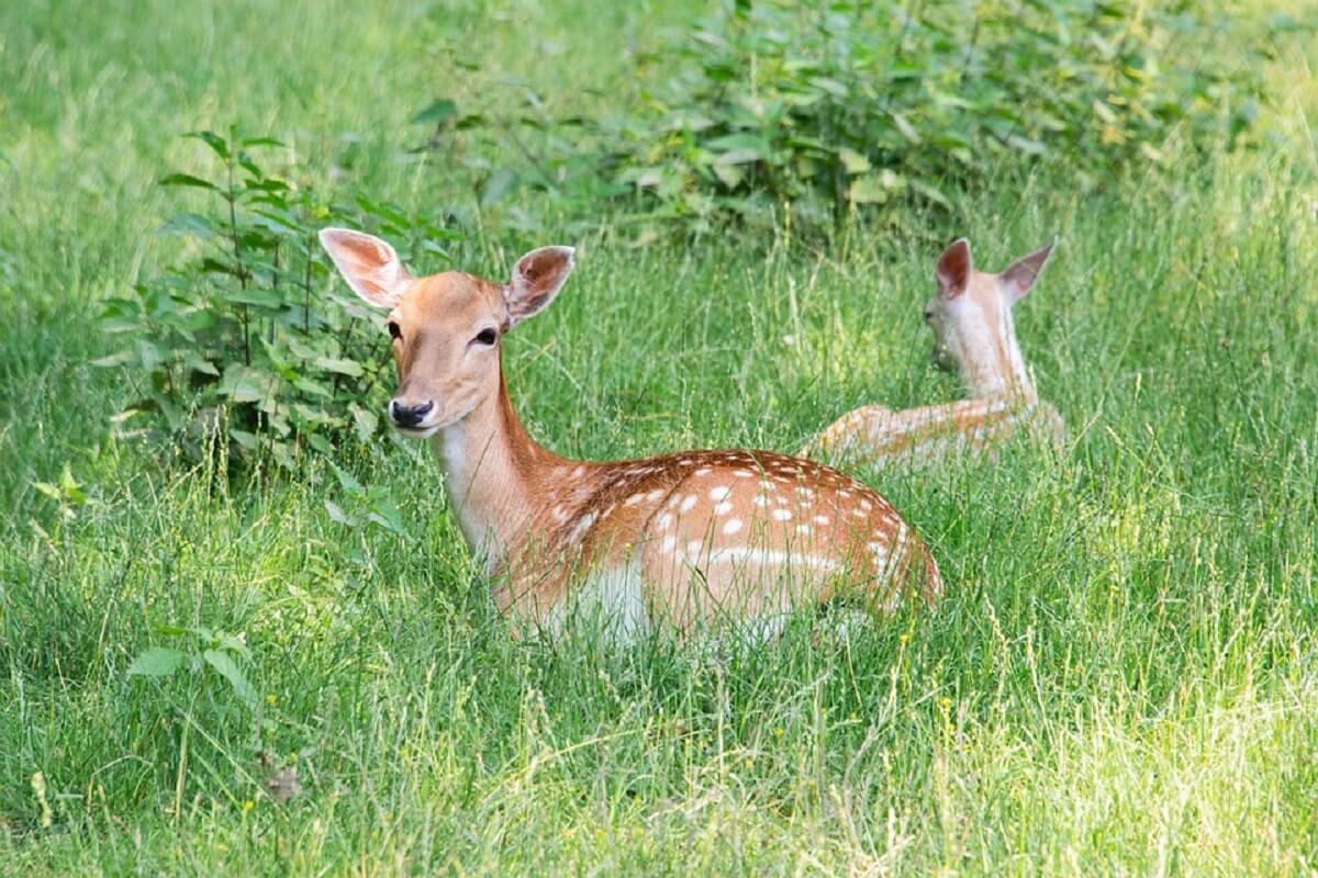 Alle damherten in de Hoeksche Waard krijgen de kogel