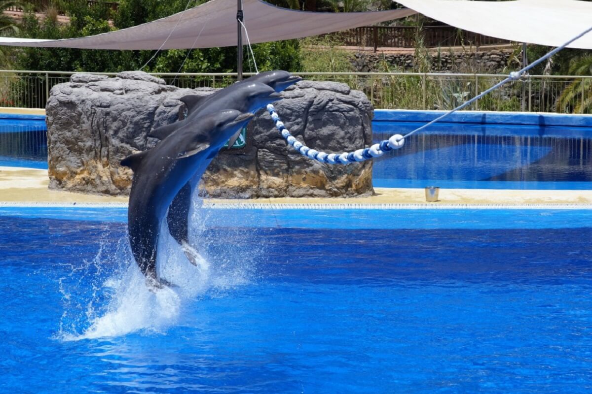 dolfijnenjacht in Japan