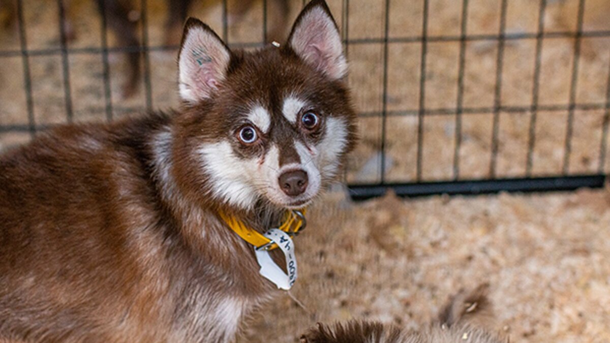 Ruim 500 honden gered van broodfok in Amerika