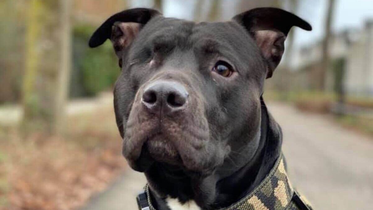 Nieuw onderzoek naar mishandeling van hond Tommy