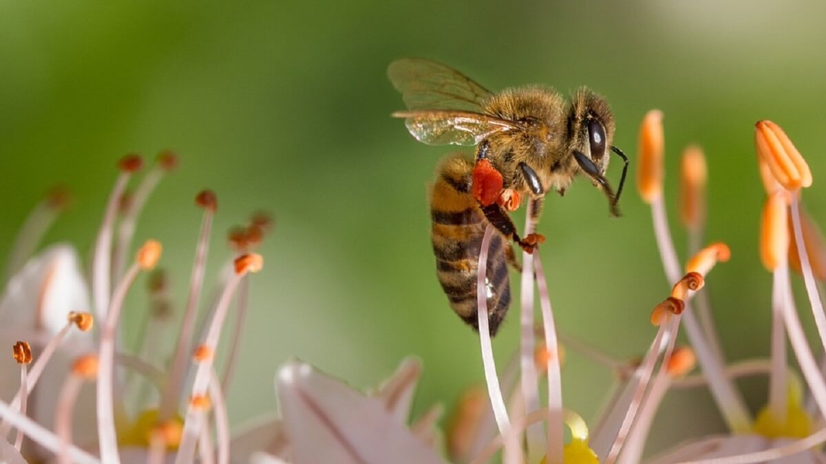 honingbij