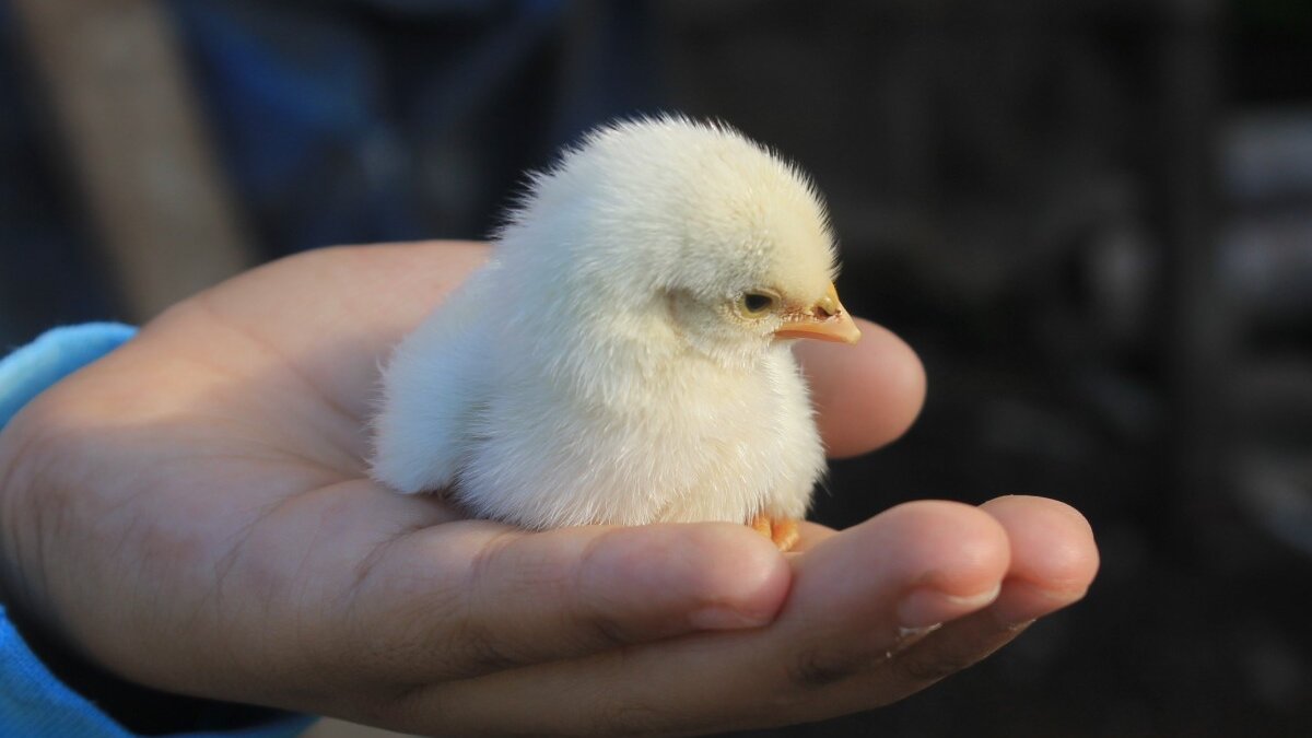 107.000 vleeskuikens afgemaakt om vogelgriep in Grootschermer