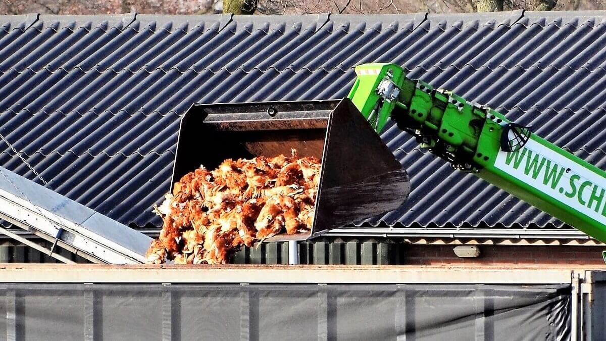 Vogelgriep, ziekte in een verziekte industrie