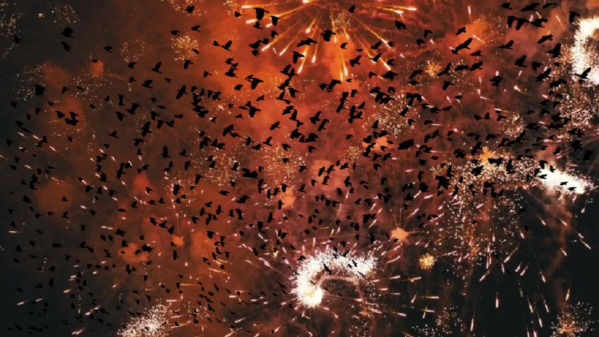 De impact van vuurwerk op vogels