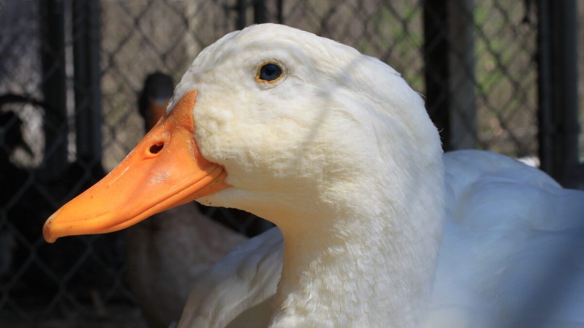 witte eend Pekingeend