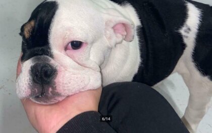 Malafide hondenhandelaar We Love Puppies weer actief