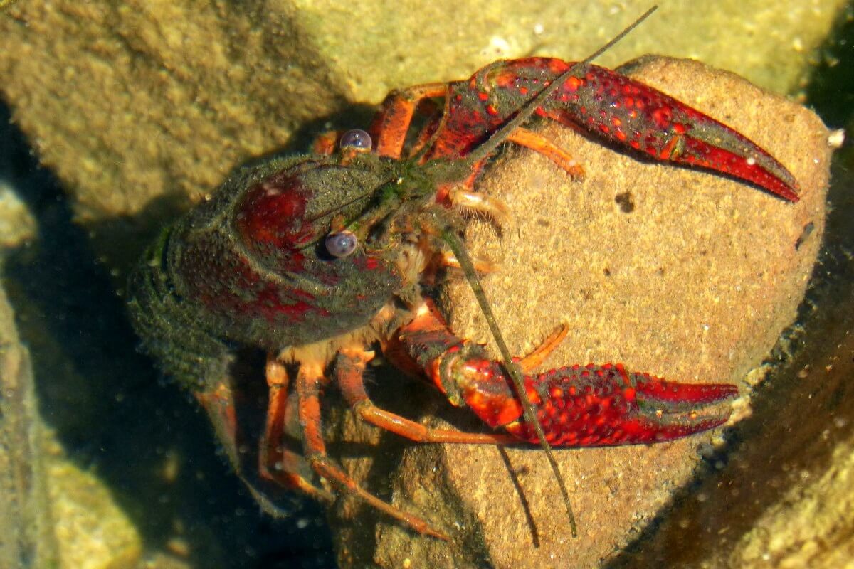 Amerikaanse rivierkreeft