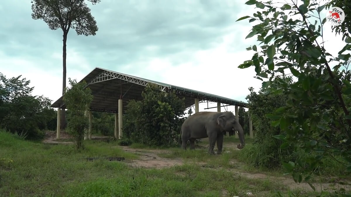Olifant Kaavan bloeit op in Cambodjaanse jungle