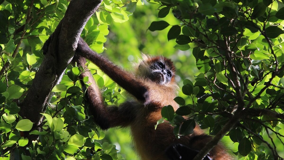 Rechter: Mijnen in natuurgebied Ecuador schending rechten natuur