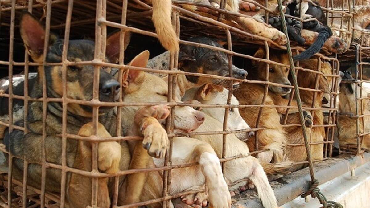 honden bestemd voor consumptie