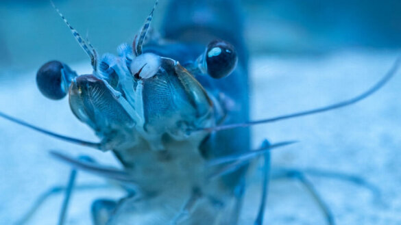 Het leed achter de garnalencocktail