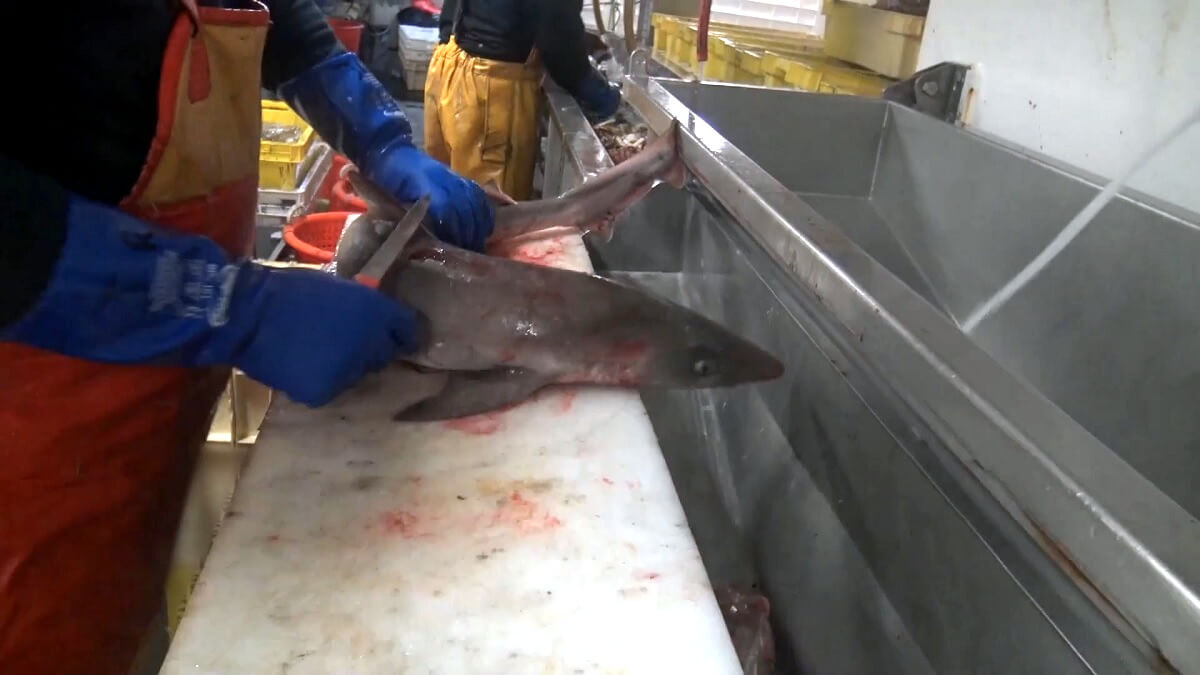 Horrorpraktijken op Franse en Britse vissersschepen