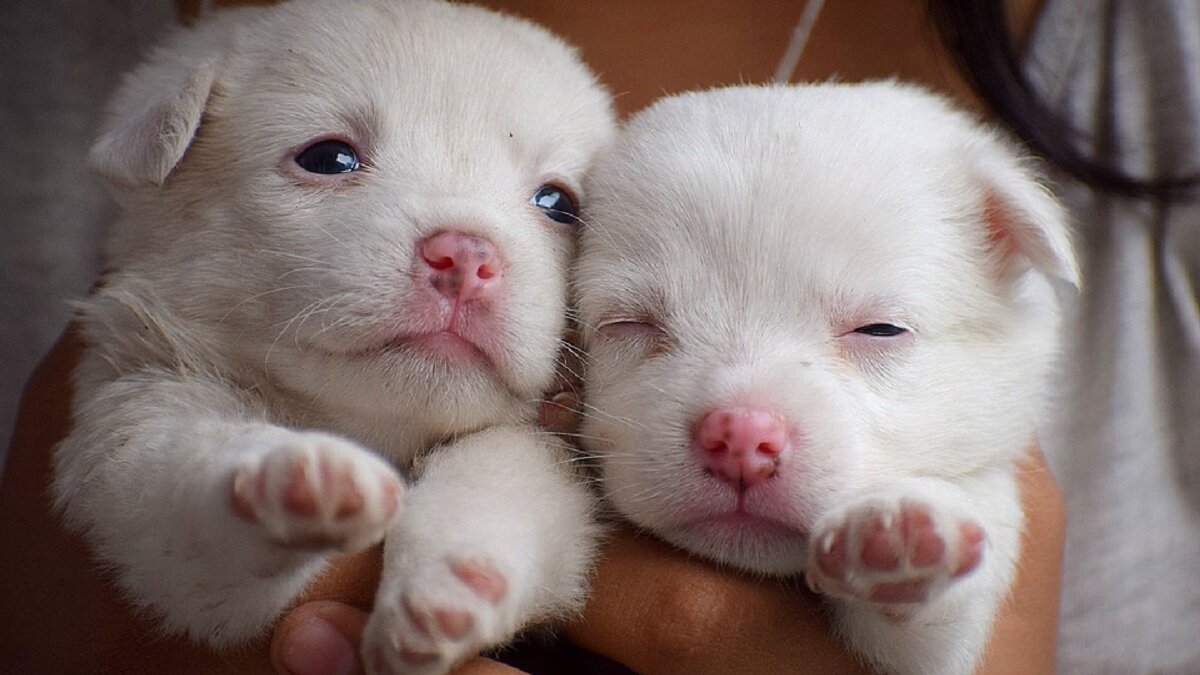 Exit malafide puppyhandelaar De Meiboom