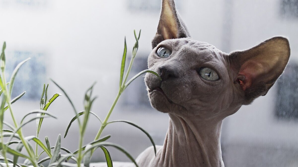 bambino sphynx