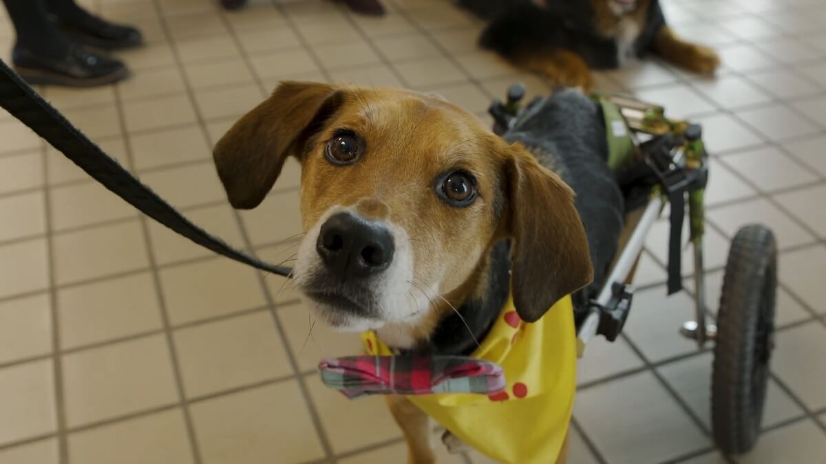 Therapiehond Boone in rolstoel held van 2021