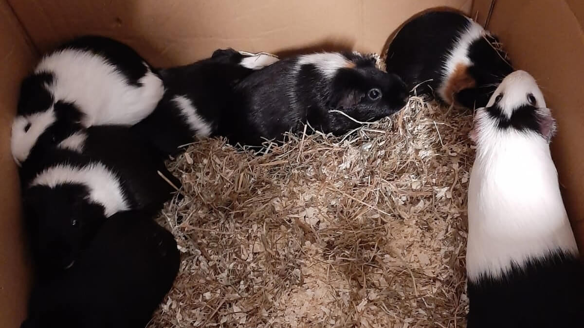 Groep verwaarloosde cavia’s in beslag genomen