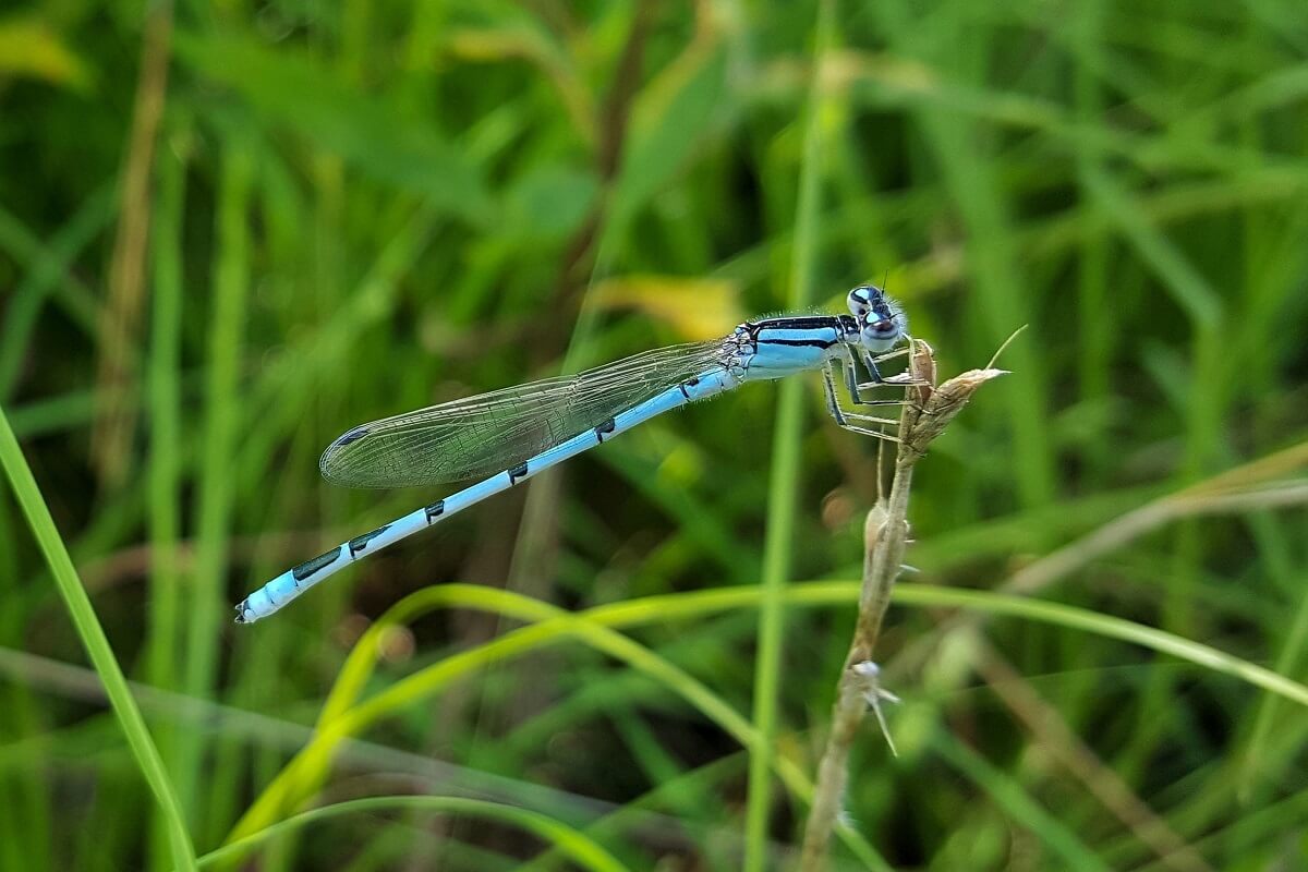 Triest record Rode Lijst: 40.084 soorten met uitsterven bedreigd