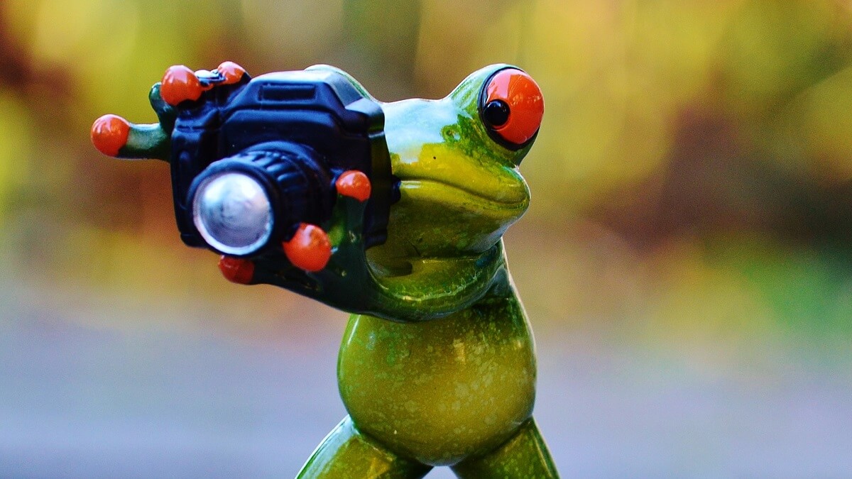 Vacature Content Creator bij House of Animals vrijwillig