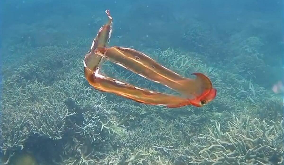 Zeldzame waarneming dekenoctopus in Great Barrier Reef