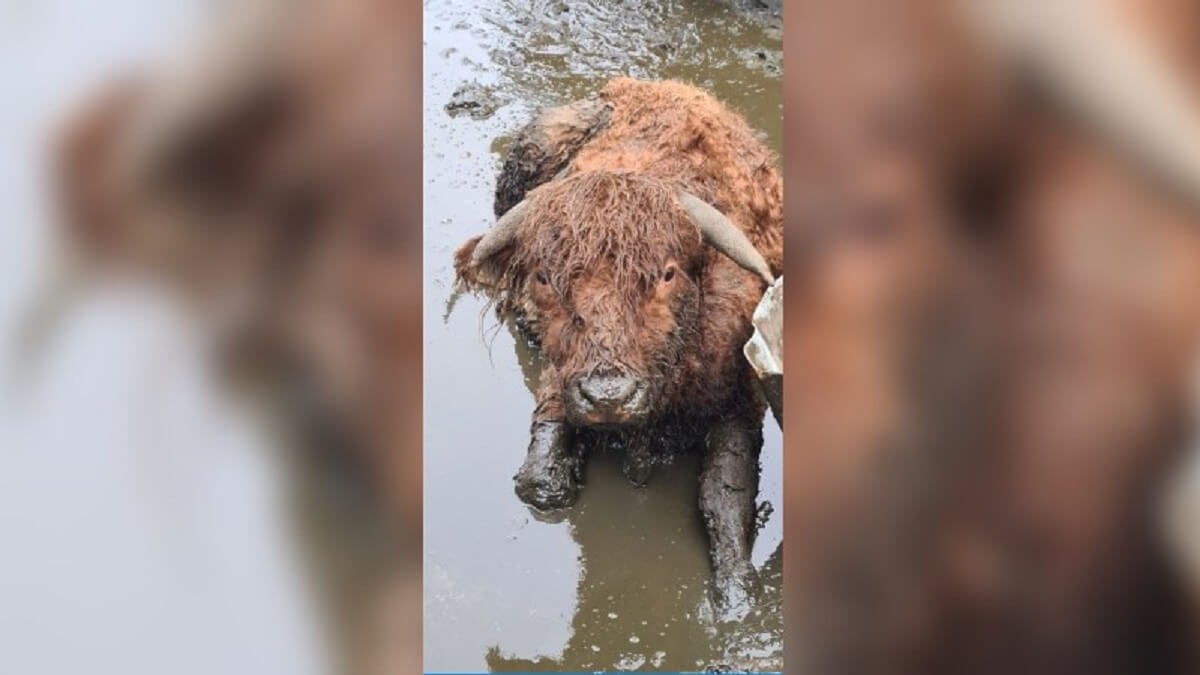 Inbeslagname ernstig verwaarloosde koeien