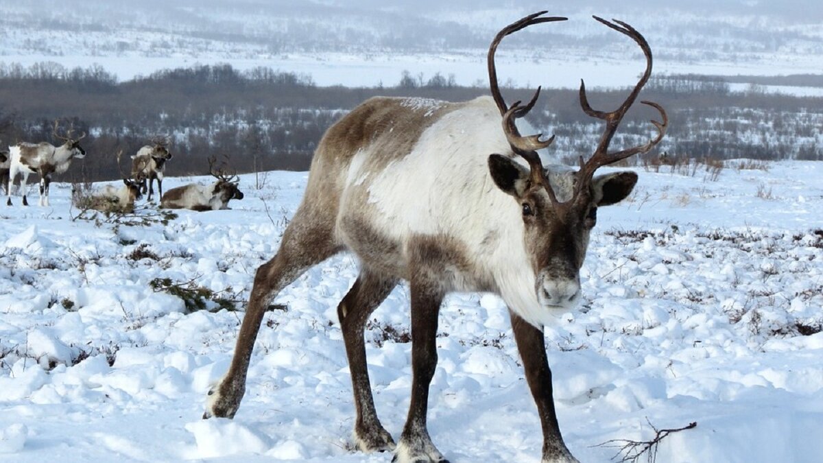 Klimaatverandering drijft rendieren Lapland zuidwaarts