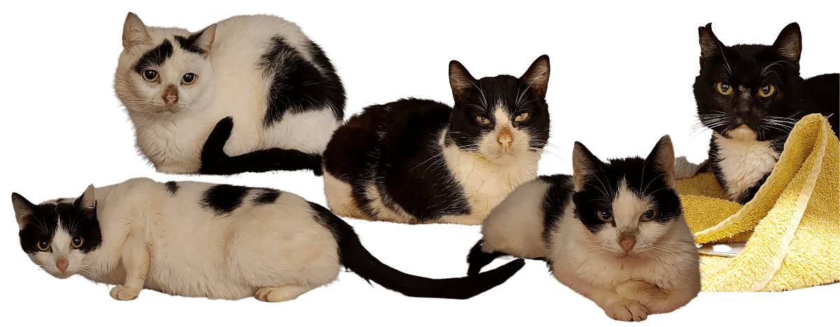 Help de 18 katten gered uit woning van overleden eigenaar