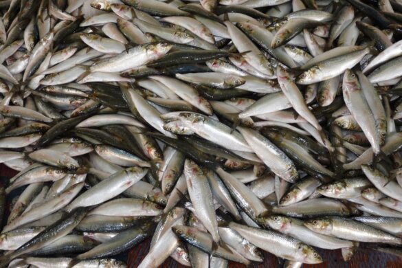 Strippen is verkozen tot het Eufemisme van 2021