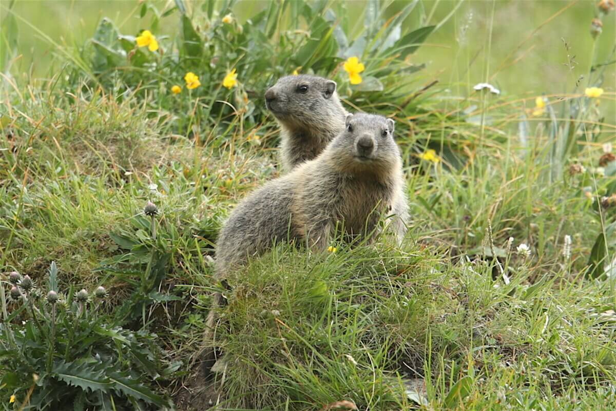 Verbied jacht op marmotten in Frankrijk
