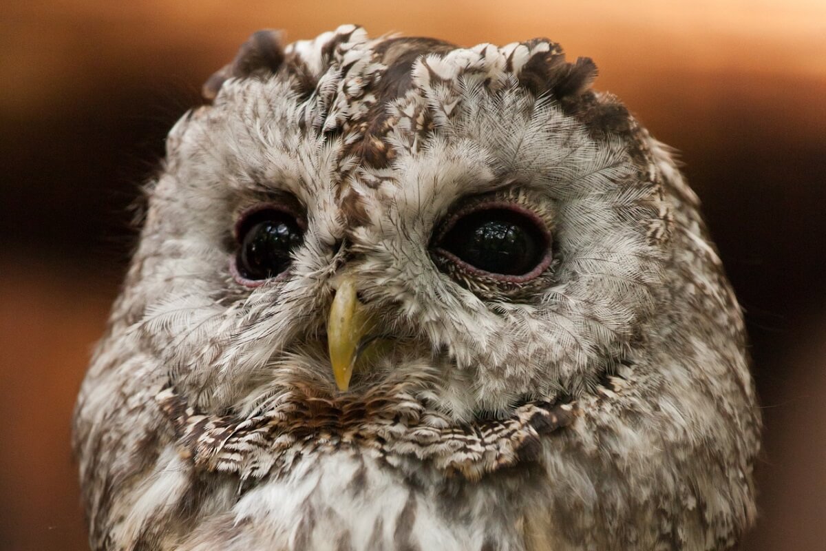 Bosuil legt kap Sterrebos stil