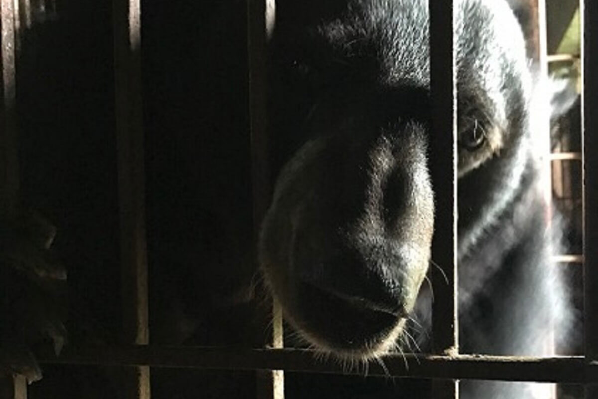 Berengalboerderijen verboden in Zuid-Korea