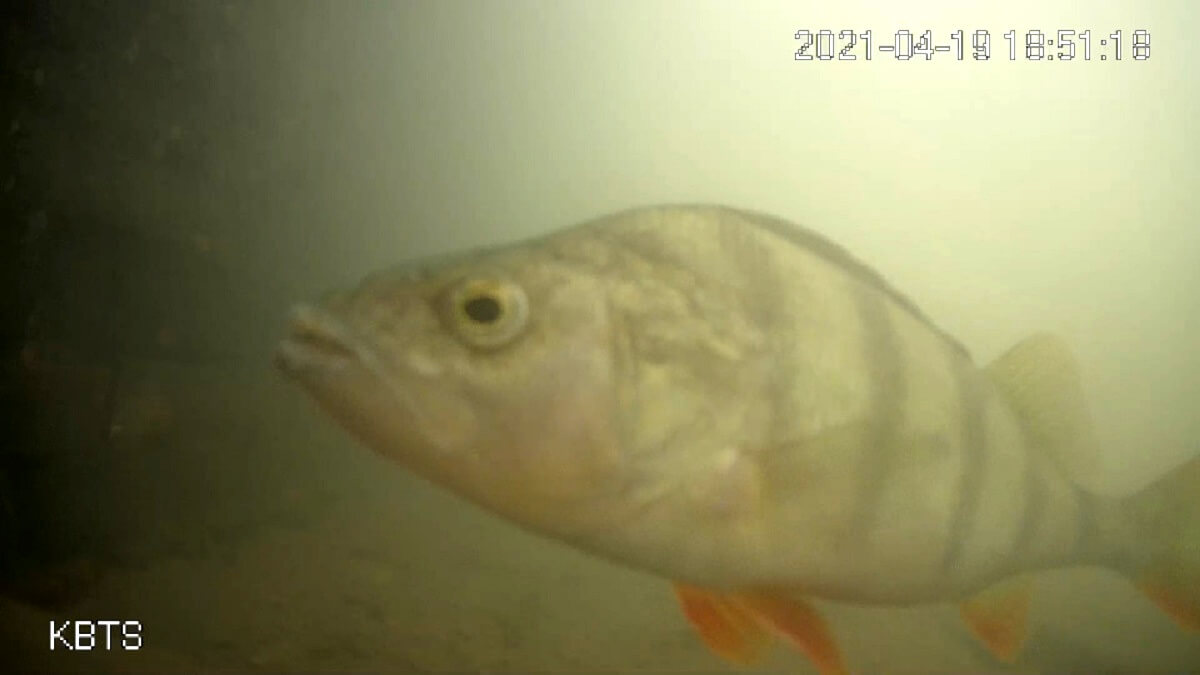 De visdeurbel bij de Weerdsluis gaat weer aan