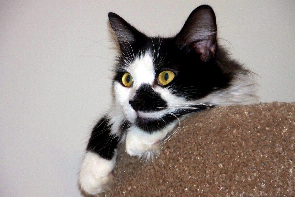 Huiskat Marko weer thuis na zes jaar in het wild