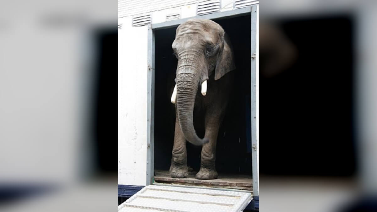 Olifant Buba stilletjes verhuisd naar dierenpark Hongarije