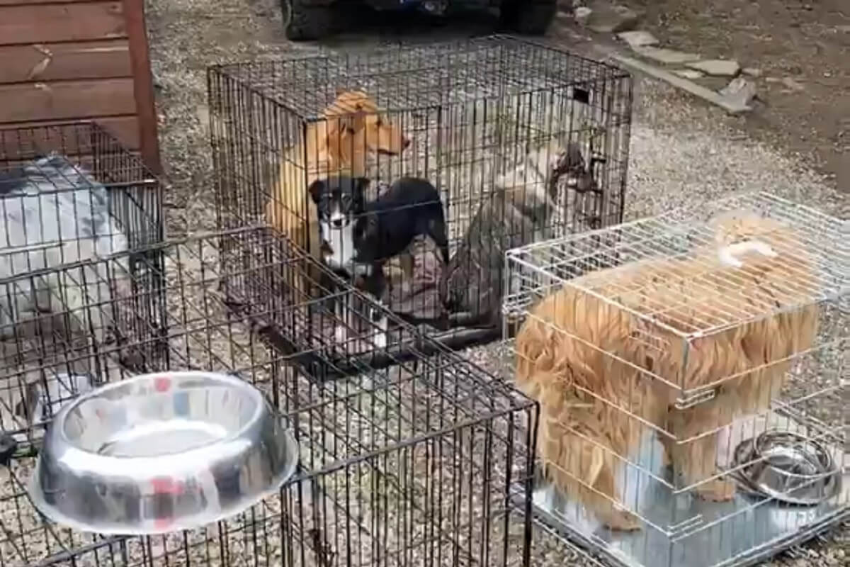 Door Dioz geredde honden uit Oekraïne