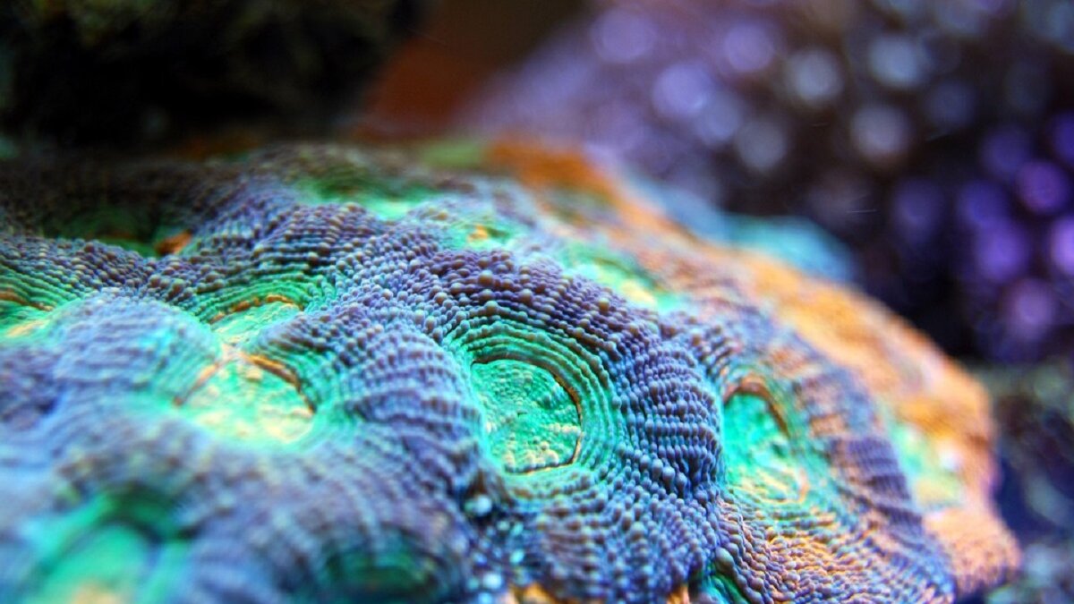 Australië investeert tegen verhongering Great Barrier Reef