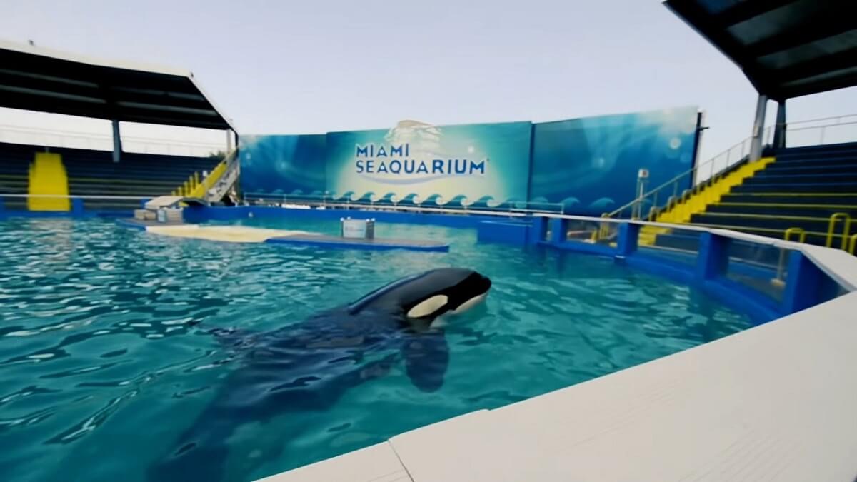 Orka Lolita in Miami Seaquarium