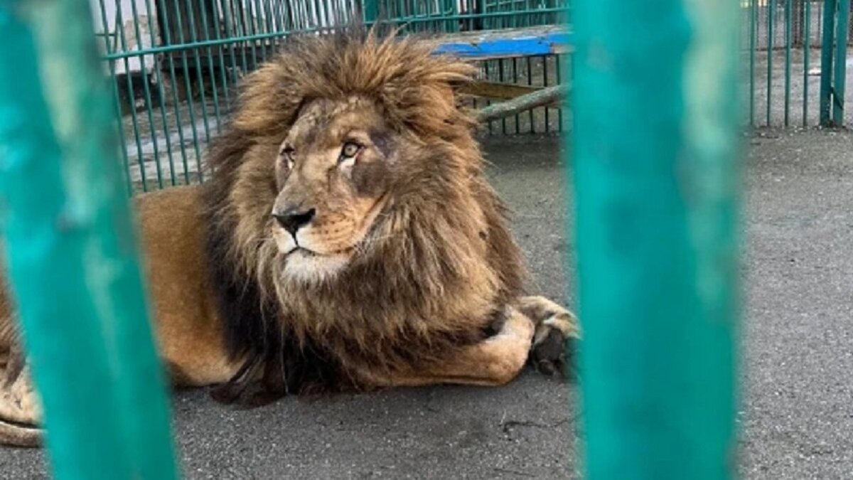 Leeuw en wolf bevrijd uit Oekraïense dierentuin