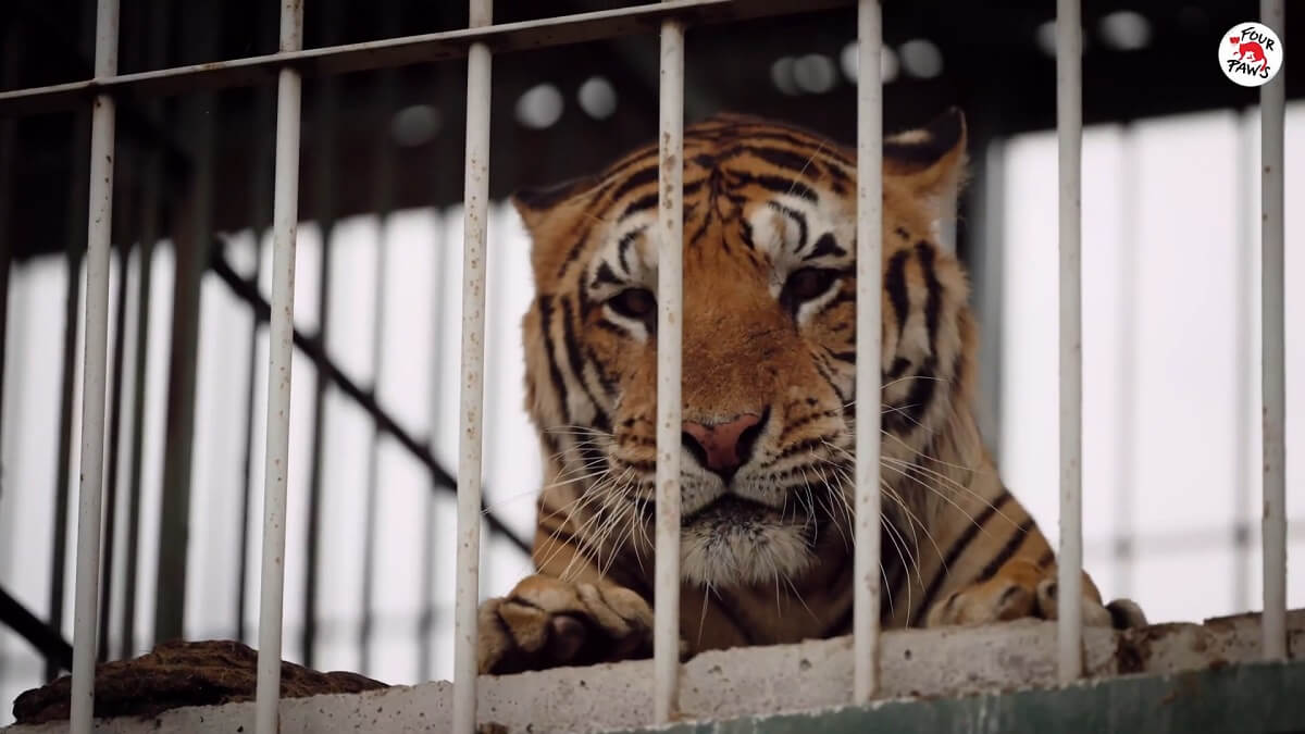 Argentijnse treintijgers leven nu in LIONSROCK