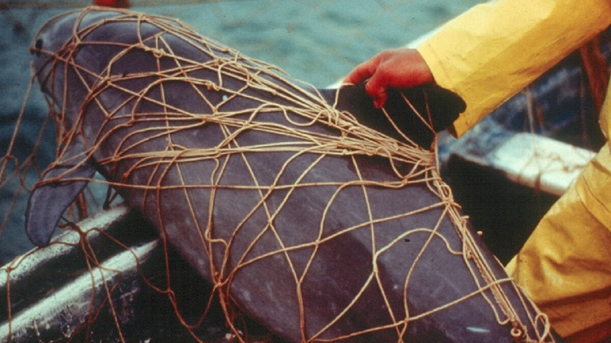 Handel totoaba-vissen in Mexico goedgekeurd: fatale klap voor laatste vaquita’s?