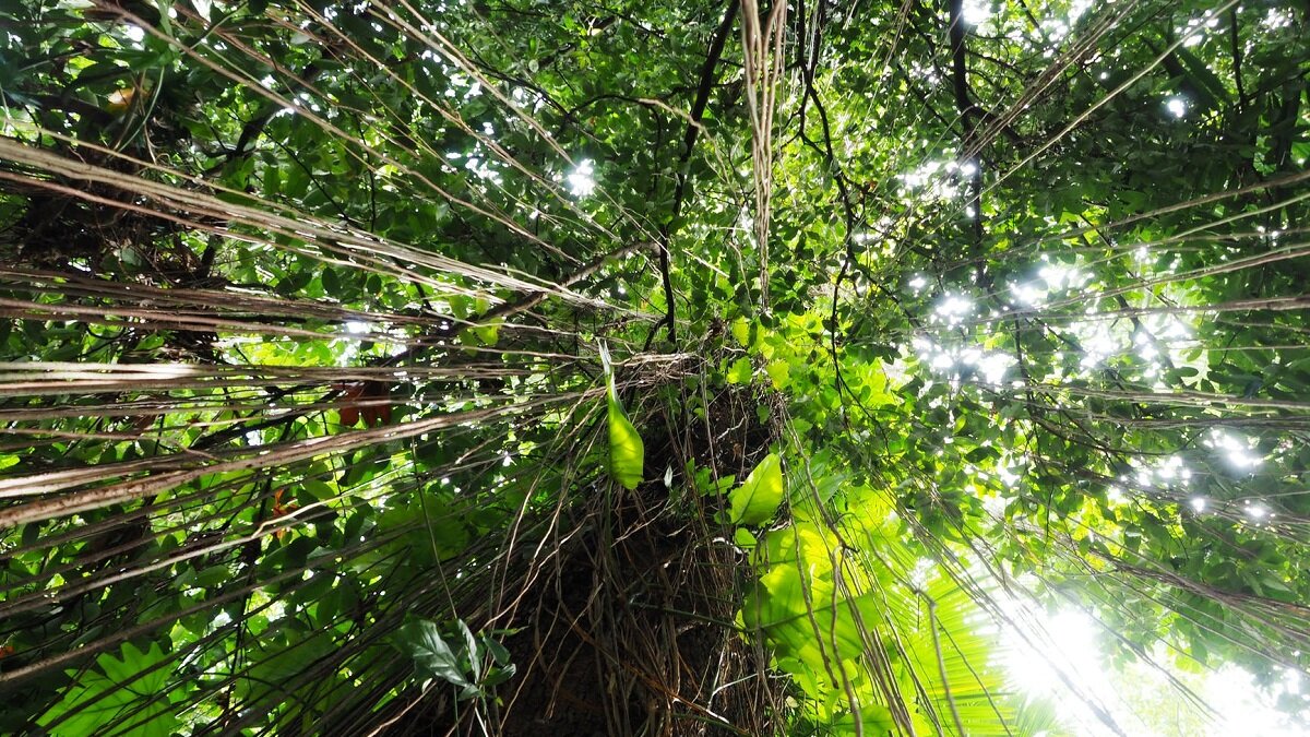 Insectendiversiteit Amazonegebied verbazingwekkend