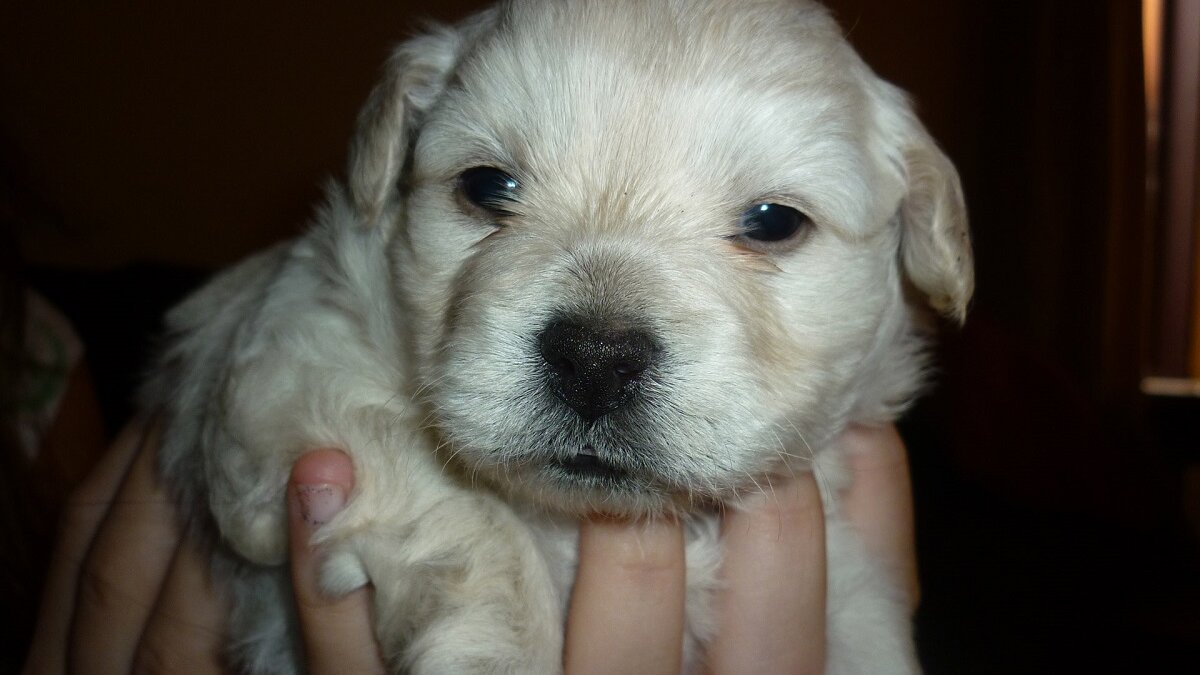 Gemeente Boechout (B) geeft veroordeelde puppyhandelaar vrij spel