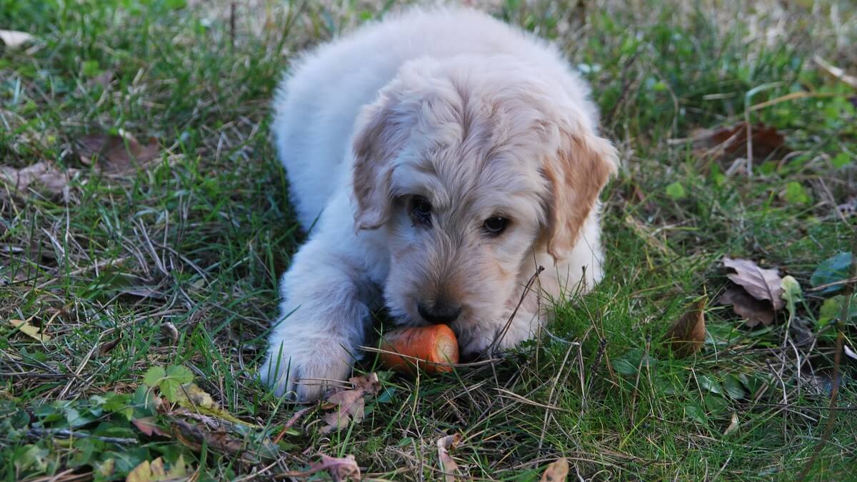 Veganistische honden eten gezonder