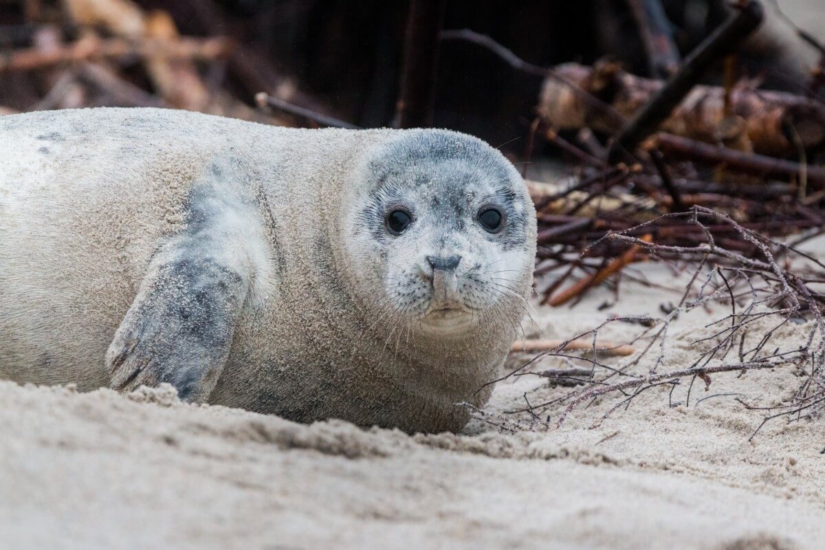 Kersverse zeehondenwachters aan de slag