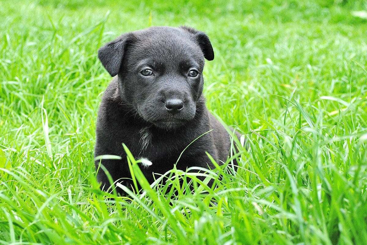 Inbeslagname honden bij broodfokker in Tienhoven
