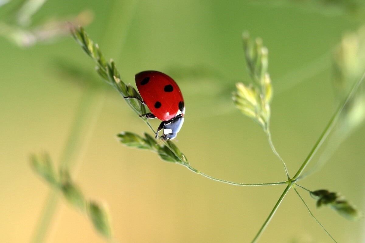 Australische lieveheersbeestjes lopen ondersteboven