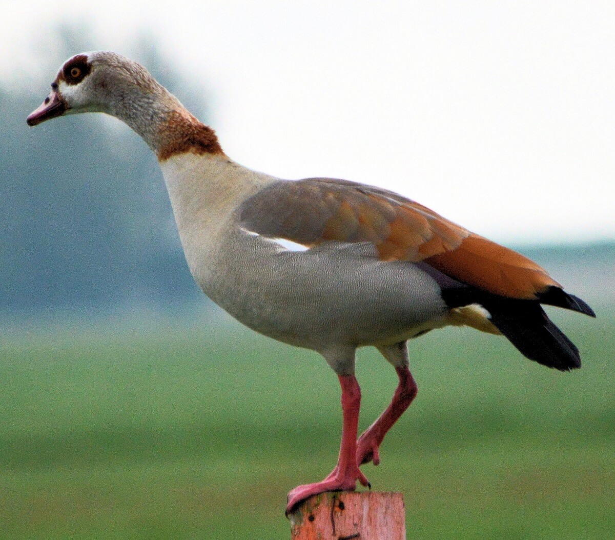 Dierenhulpverlening botst met regels voor invasieve exoten