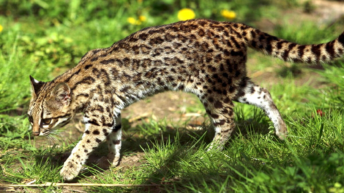 1000 dieren gered uit smokkelhandel Colombia