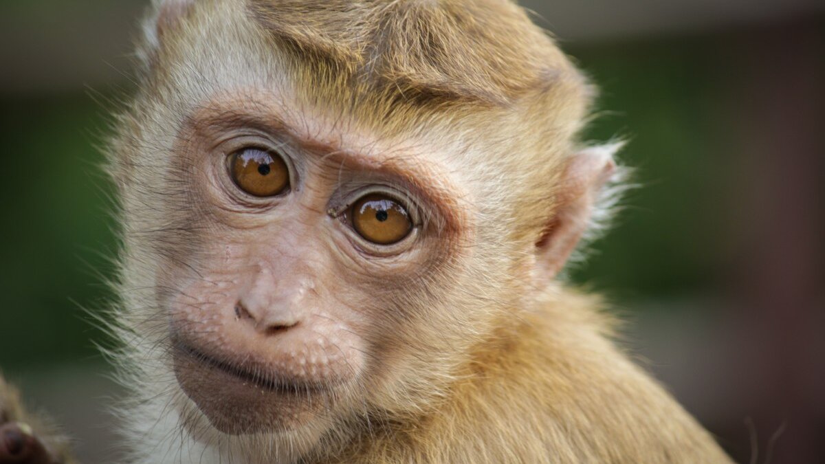 Illegale handel wilde dieren via transportroutes cocaïne