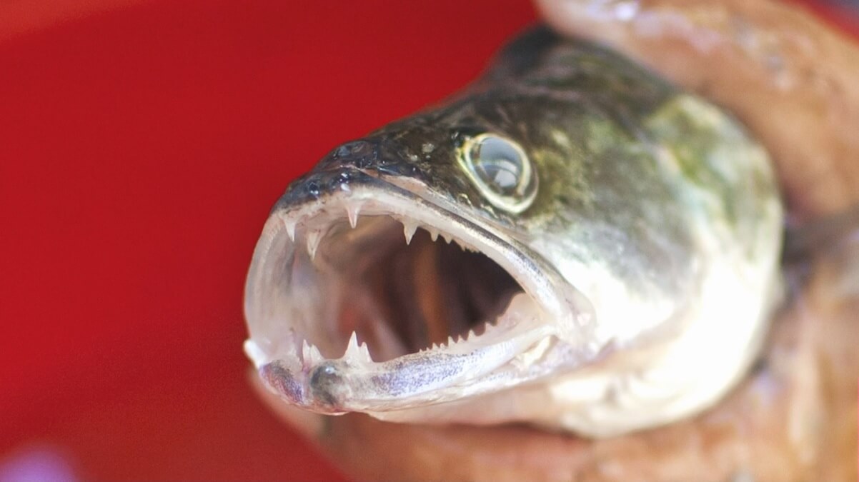 Radiocampagne eist einde onverdoofde slacht vissen